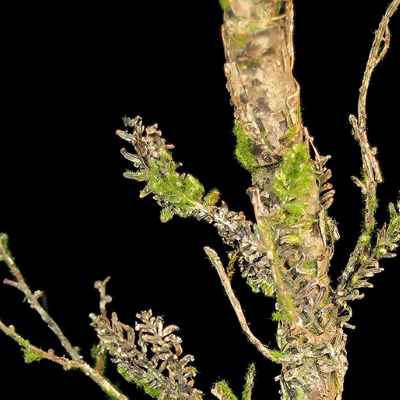 New Withered Vines Artificial  - đánh giá và giá Christmas Tree Artificial